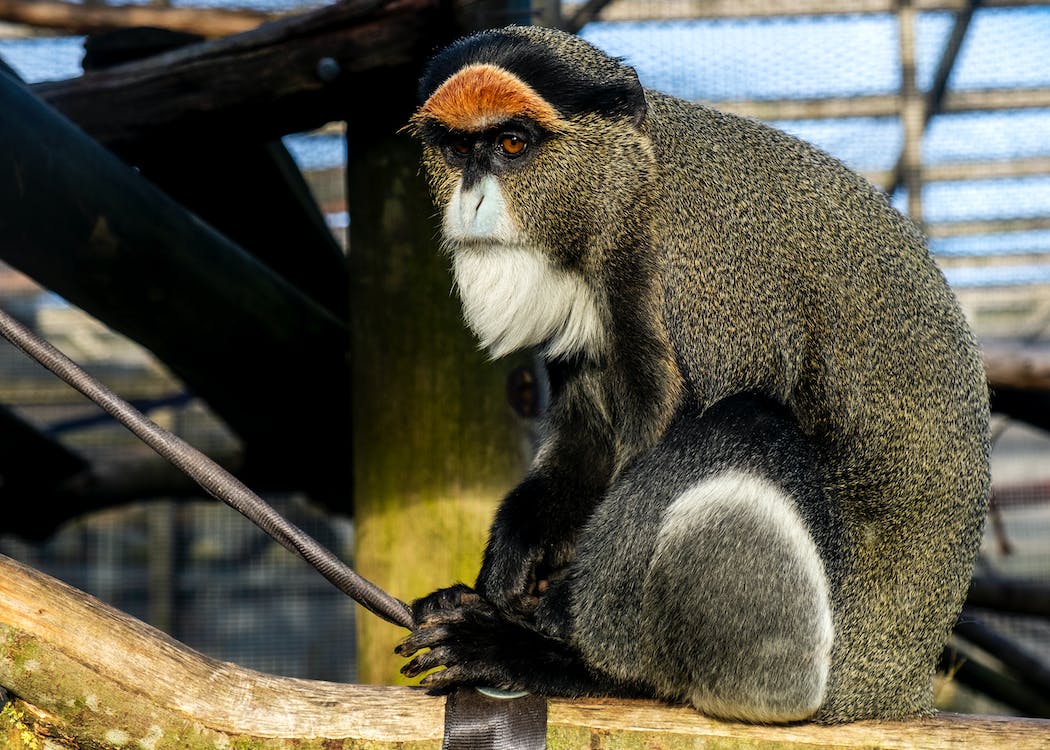 A sitting Guenon Monkey